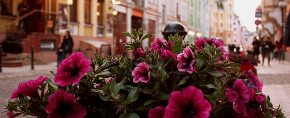 flower-3320125_1920