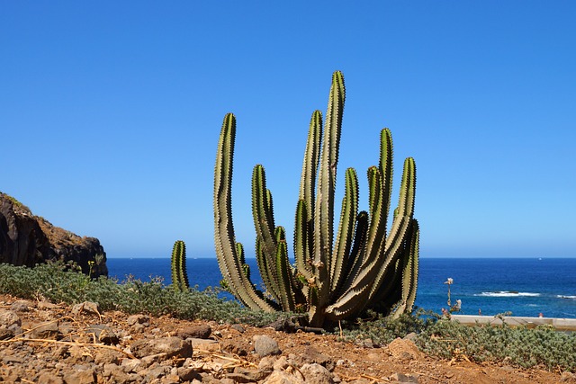 tenerife-782267_640